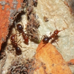 Papyrius nitidus (Shining Coconut Ant) at Acton, ACT - 1 Jun 2019 by TimL