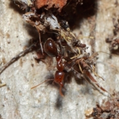 Papyrius nitidus at Acton, ACT - 1 Jun 2019