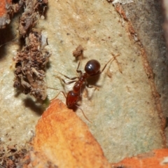 Papyrius nitidus at Acton, ACT - 1 Jun 2019