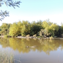 Salix sp. (A Willow) at Paddys River, ACT - 27 Mar 2019 by michaelb