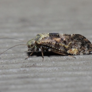 Myopsocidae (family) at Hackett, ACT - 1 Jun 2019