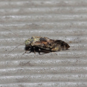 Myopsocidae (family) at Hackett, ACT - 1 Jun 2019