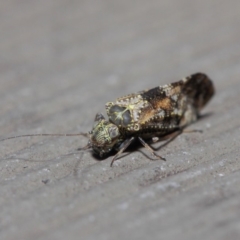 Myopsocidae (family) at Hackett, ACT - 1 Jun 2019