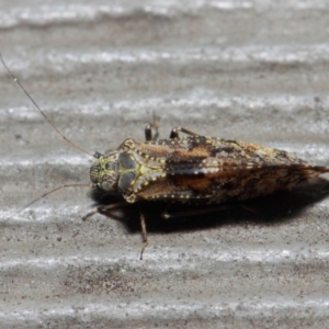 Myopsocidae (family) at Hackett, ACT - 1 Jun 2019