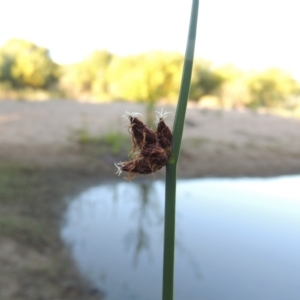 Schoenoplectus pungens at Tuggeranong DC, ACT - 27 Mar 2019