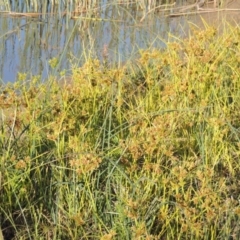 Cyperus eragrostis (Umbrella Sedge) at Point Hut to Tharwa - 27 Mar 2019 by MichaelBedingfield