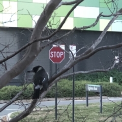 Cracticus torquatus (Grey Butcherbird) at Australian National University - 30 May 2019 by TimYiu