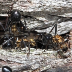 Polyrhachis semiaurata (A golden spiny ant) at Acton, ACT - 2 Jun 2019 by TimL