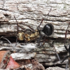 Polyrhachis semiaurata at Acton, ACT - 2 Jun 2019 12:49 PM