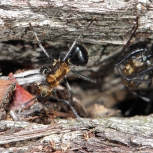 Polyrhachis semiaurata at Acton, ACT - 2 Jun 2019