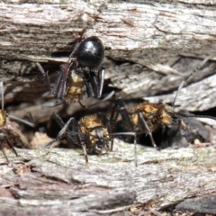 Polyrhachis semiaurata at Acton, ACT - 2 Jun 2019 12:49 PM