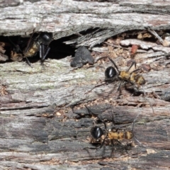 Polyrhachis semiaurata at Acton, ACT - 2 Jun 2019