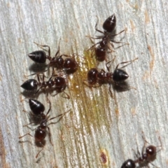 Crematogaster sp. (genus) (Acrobat ant, Cocktail ant) at Acton, ACT - 1 Jun 2019 by TimL