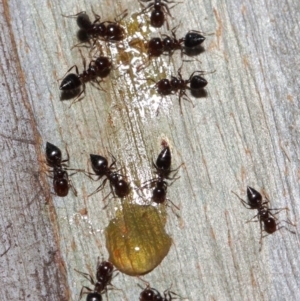 Crematogaster sp. (genus) at Acton, ACT - 1 Jun 2019