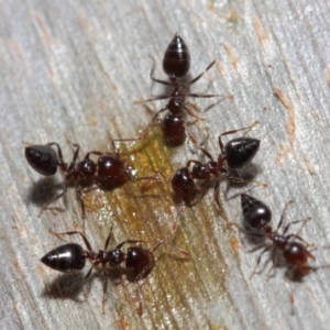 Crematogaster sp. (genus) at Acton, ACT - 1 Jun 2019