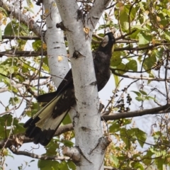 Zanda funerea (Yellow-tailed Black-Cockatoo) at Hughes, ACT - 3 Jun 2019 by JackyF
