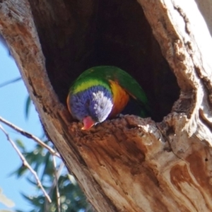 Trichoglossus moluccanus at Hughes, ACT - 30 May 2019