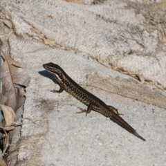 Eulamprus heatwolei (Yellow-bellied Water Skink) at Albury - 21 Apr 2018 by DamianMichael