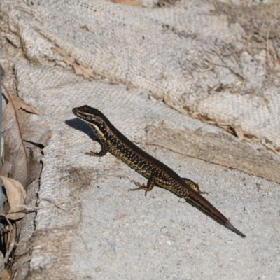 Eulamprus heatwolei (Yellow-bellied Water Skink) at Albury - 21 Apr 2018 by DamianMichael