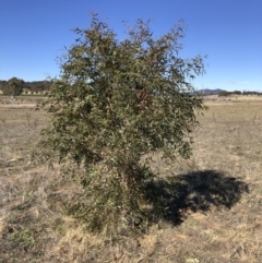 Eucalyptus viminalis (Ribbon Gum) at Michelago, NSW - 31 May 2019 by Illilanga