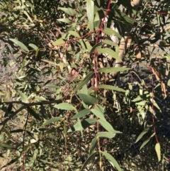 Eucalyptus viminalis at Illilanga & Baroona - 31 May 2019