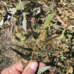 Eucalyptus viminalis at Illilanga & Baroona - 31 May 2019