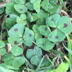 Medicago arabica (Spotted Burr Medic) at Griffith, ACT - 3 Jun 2019 by AlexKirk