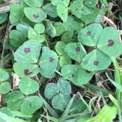 Medicago arabica (Spotted Burr Medic) at Griffith, ACT - 3 Jun 2019 by AlexKirk