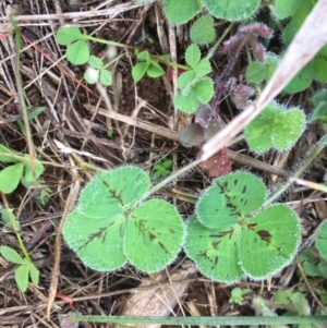 Trifolium sp. at Griffith, ACT - 3 Jun 2019 10:03 AM