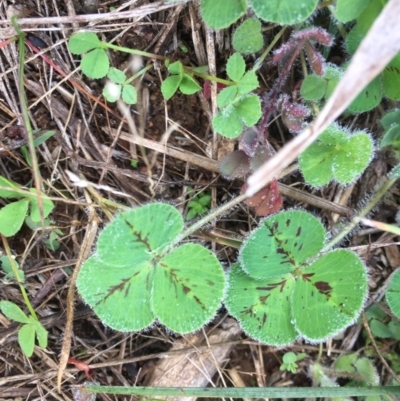 Trifolium sp. (Clover) at Griffith, ACT - 3 Jun 2019 by AlexKirk