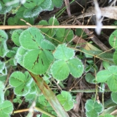 Trifolium sp. at Griffith, ACT - 3 Jun 2019 10:03 AM