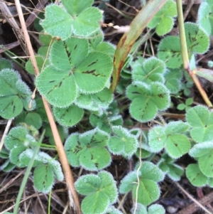 Trifolium sp. at Griffith, ACT - 3 Jun 2019