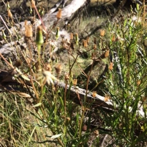 Senecio interpositus at Mount Clear, ACT - 17 May 2019 12:00 AM