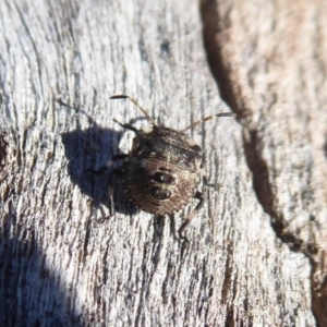 Dictyotus caenosus at Molonglo River Reserve - 31 May 2019 12:21 PM