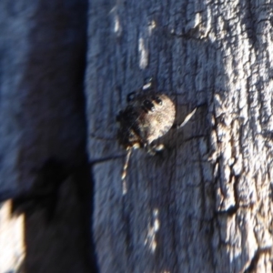 Dictyotus caenosus at Molonglo River Reserve - 31 May 2019 12:21 PM