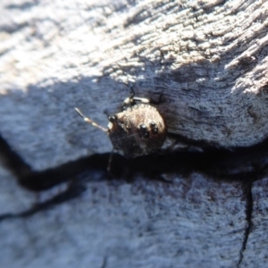 Dictyotus caenosus at Molonglo River Reserve - 31 May 2019 12:21 PM