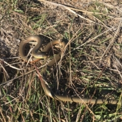 Delma inornata (Olive Legless-lizard) at Amaroo, ACT - 1 Jun 2019 by BrianHerps