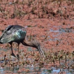 Plegadis falcinellus (Glossy Ibis) at Jerrabomberra Wetlands - 16 Oct 2011 by Marthijn