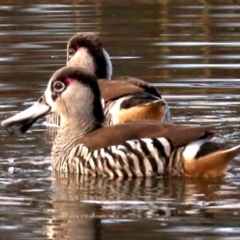 Malacorhynchus membranaceus (Pink-eared Duck) at Fyshwick, ACT - 3 Jun 2019 by jb2602