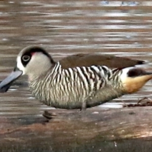 Malacorhynchus membranaceus at Fyshwick, ACT - 3 Jun 2019 08:55 AM