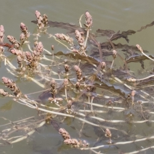 Myriophyllum verrucosum at Illilanga & Baroona - 3 Dec 2018