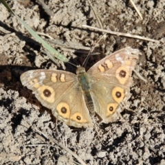 Junonia villida (Meadow Argus) at Tuggeranong DC, ACT - 2 Jun 2019 by MatthewFrawley