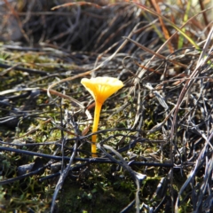 Lichenomphalia chromacea at Tuggeranong DC, ACT - 2 Jun 2019 12:55 PM