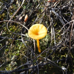 Lichenomphalia chromacea at Tuggeranong DC, ACT - 2 Jun 2019