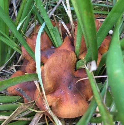 zz agaric (stem; gills white/cream) at Mongarlowe River - 2 Jun 2019 by LisaH