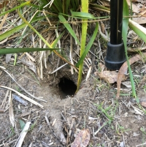 Cherax destructor at Mongarlowe, NSW - 2 Jun 2019