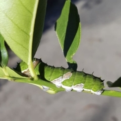 Papilio aegeus (Orchard Swallowtail, Large Citrus Butterfly) at Red Hill, ACT - 2 Jun 2019 by Illilanga