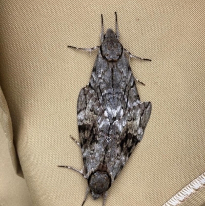 Psilogramma casuarinae (Privet Hawk Moth) at Red Hill, ACT - 2 Feb 2019 by Illilanga