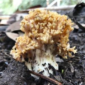 Ramaria sp. at Bago State Forest - 19 May 2019 11:19 AM