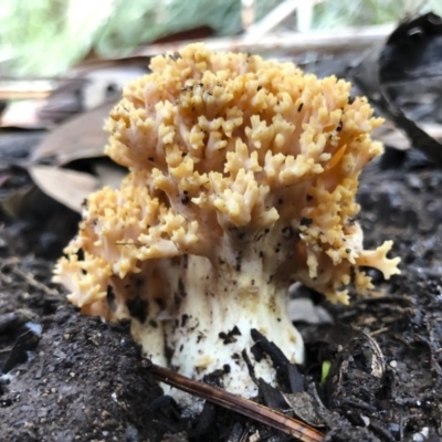 Ramaria sp. (genus) (A Coral fungus) at Bago State Forest - 19 May 2019 by Illilanga